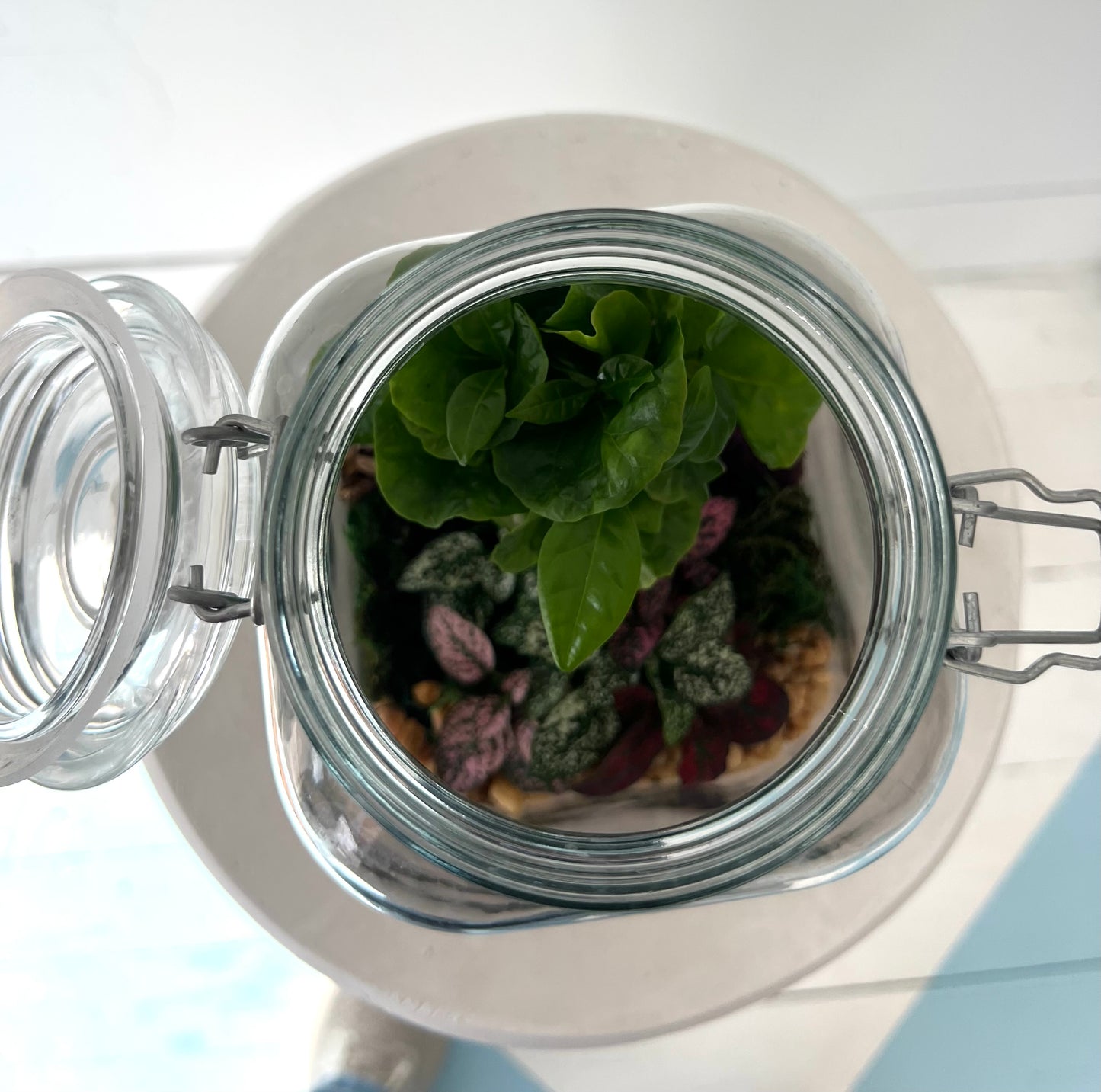 Asst Terrariums