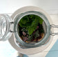 Asst Terrariums