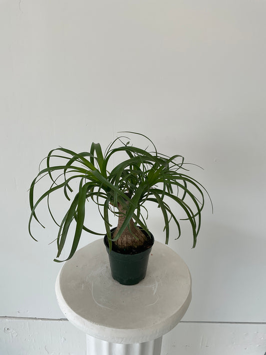 4" Palm Ponytail
