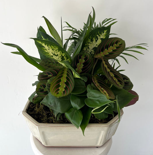 XL Dish Garden