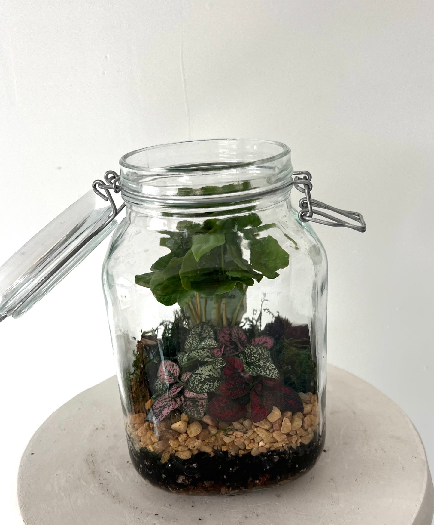 Asst Terrariums