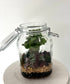 Asst Terrariums