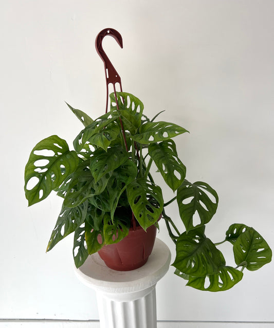 Swiss cheese Monstera Hanging Basket
