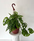 Swiss cheese Monstera Hanging Basket