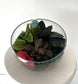 Asst Terrariums