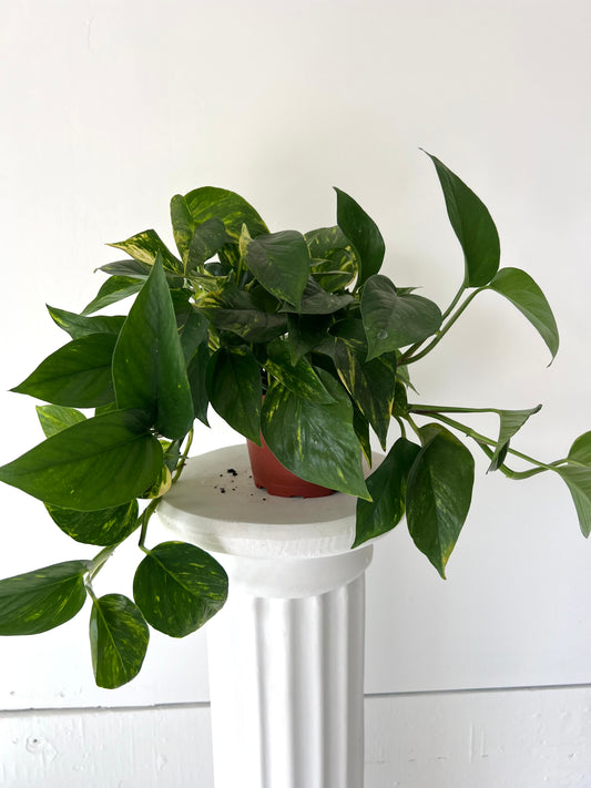 6" Pothos