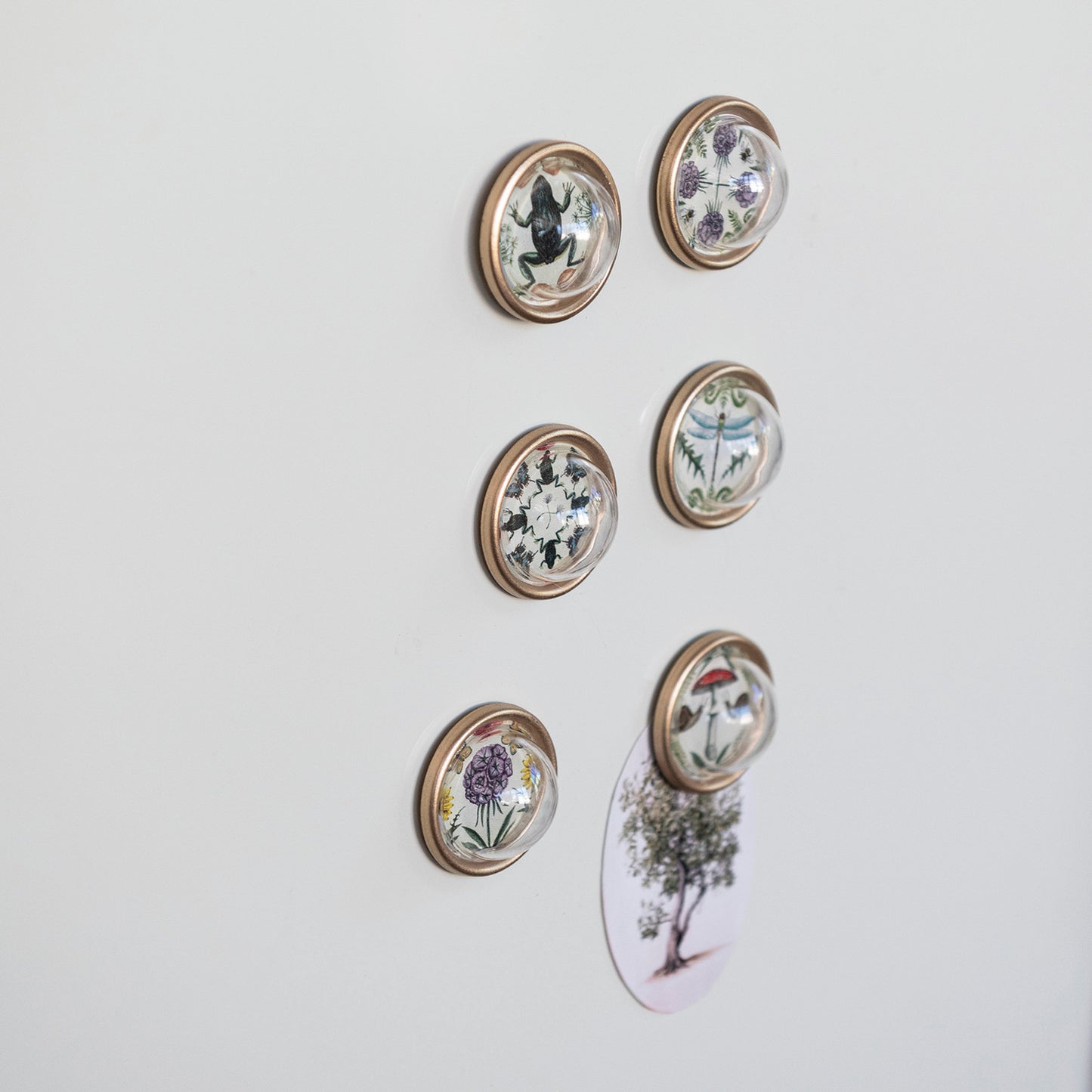 Resin Convex Magnets on Metal Card with Animals & Botanicals & Gold Finish