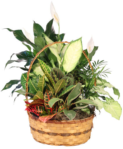 XXL Dish Garden